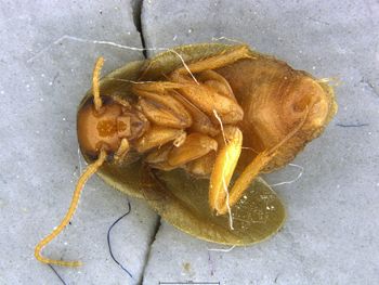 Media type: image;   Entomology 9023 Aspect: habitus ventral view